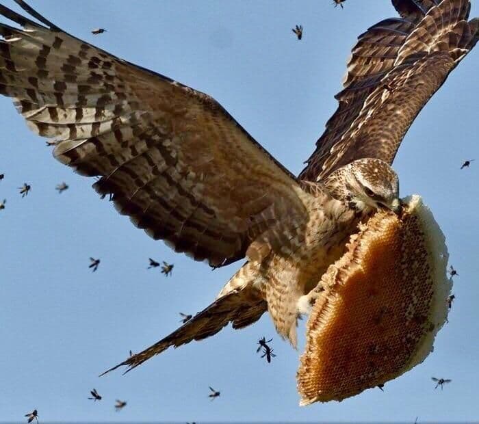 نبرد هوایی دزد عسل و مدافعین 
